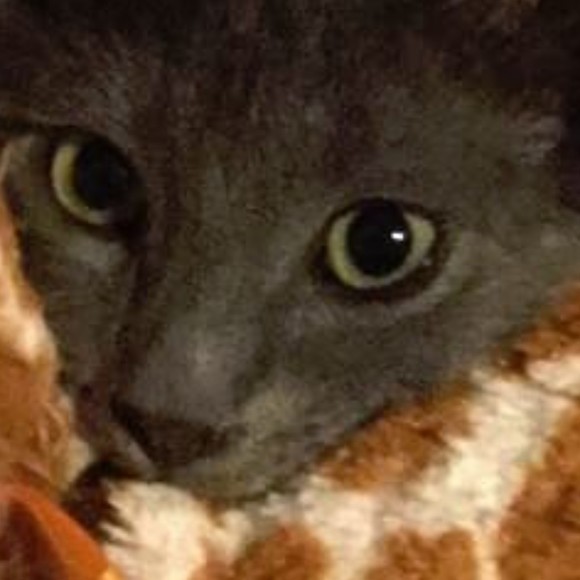 Meet your Posher, AJ - Picture 1 of 1